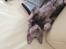 Lykoi Sin Sin Mooncatspl