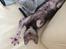 Lykoi Sin Sin Mooncatspl