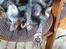 Lykoi Sin Sin Mooncatspl