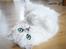 Perser Von-Cherie Princess Kiara of Nosey Paws