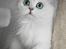 Perser Von-Cherie Princess Kiara of Nosey Paws