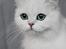 Perser Von-Cherie Princess Kiara of Nosey Paws