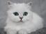 Perser Von-Cherie Princess Kiara of Nosey Paws