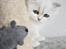 Perser Von-Cherie Princess Kiara of Nosey Paws