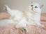 Perser Von-Cherie Princess Kiara of Nosey Paws
