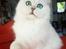 Perser Von-Cherie Princess Kiara of Nosey Paws