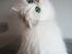 Perser Von-Cherie Princess Kiara of Nosey Paws