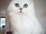 Perser Von-Cherie Princess Kiara of Nosey Paws
