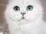 Perser Von-Cherie Princess Kiara of Nosey Paws