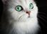 Perser Von-Cherie Princess Kiara of Nosey Paws