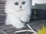 Perser Von-Cherie Princess Kiara of Nosey Paws