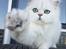 Perser Von-Cherie Princess Kiara of Nosey Paws