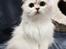 Perser Von-Cherie Princess Kiara of Nosey Paws