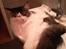 Maine Coon Arthur - Et lidt nyere billede af "lille" Arthur - vasken er krympet!! :,-(