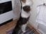 Maine Coon Arthur - Der var en flue... og så skulle jeg lige se, om der var noget at stjæle! 