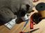 British Shorthair Violet