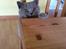 British Shorthair Violet