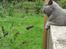 British Shorthair Violet