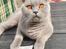 British Shorthair Violet
