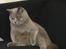 British Shorthair Violet