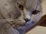 British Shorthair Violet