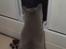 British Shorthair Violet