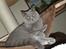 British Shorthair Violet