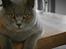 British Shorthair Violet