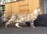 Bengal Amberheart Lumiére 