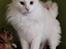 Tyrkisk Angora IC Murat von Kedi Arkadas - Murat 18 februar 2020