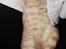 British Shorthair Frei