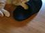 British Shorthair Frei