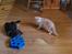 British Shorthair Frei