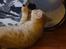British Shorthair Frei