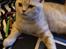 British Shorthair Frei