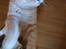 British Shorthair Frei