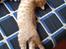 British Shorthair Frei