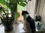 Huskat Nuri tidligere kat