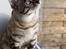 Bengal Amberheart Lumiére 