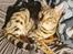Bengal Piramocats Aya