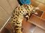 Bengal Piramocats Aya