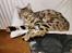 Bengal Piramocats Aya