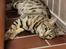 Bengal Piramocats Aya