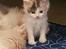 Kurilean Bobtail Liva - CH. SE Farm Moggie's Evelin
