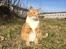 Huskat Sofus