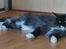 Maine Coon Pablo Picasso Dan Sky Beyrouth, CZ