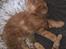 Maine Coon Myfia's Oluf Madsen