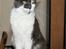 Maine Coon Blackangel's Guldkaramel D. 24.03.2025