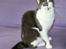 Maine Coon Blackangel's Guldkaramel D. 24.03.2025