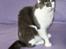 Maine Coon Blackangel's Guldkaramel D. 24.03.2025